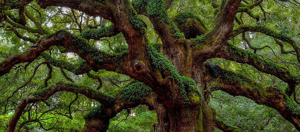 Angel Oak covered in moss