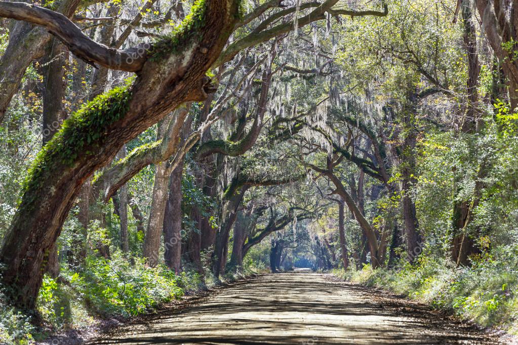 Path of Angel Oak